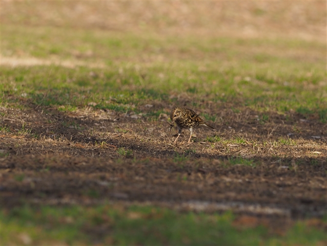 gcO~,Scaly Thrush